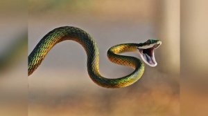 НАПАДАЮЩАЯ ЗМЕЯ во сне | К чему снится | Большое ТОЛКОВАНИЕ СНА | К чему снятся змеи