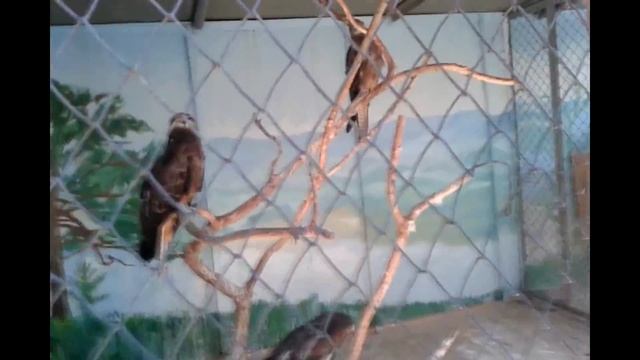 Томская Писаница. Наскальные рисунки, животные, сосны. Tomsk Pisanitsa. Cave paintings, animals. смотреть онлайн