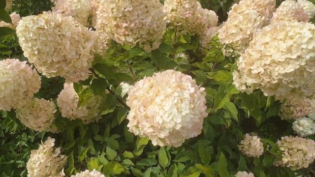 Hortenzija šluotelinė (Hydrangea paniculata) ‘Polar Bear’ смотреть онлайн