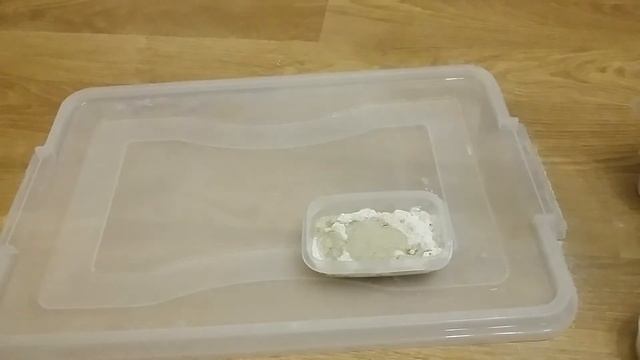 Как сделать печеньки для улиток ахатин. Polina and snails смотреть онлайн