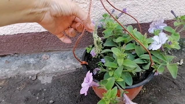 Шкода2-это капец!!! Леди - моя любовь:) Добрыня в Польше. смотреть онлайн