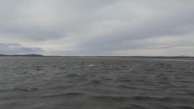 Спасение белух в Охотском море смотреть онлайн