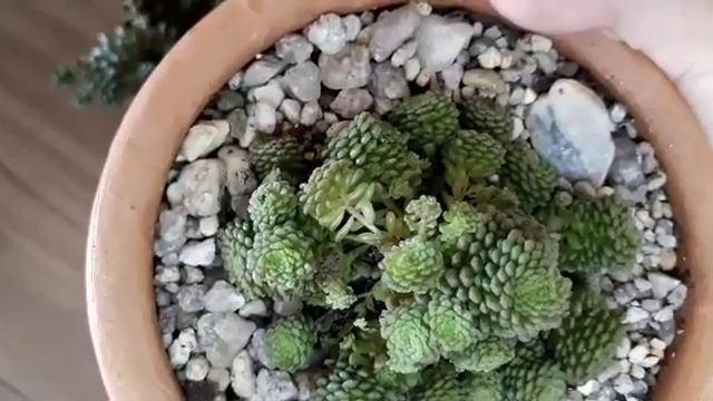 Crassula Monanthes Polyphylla