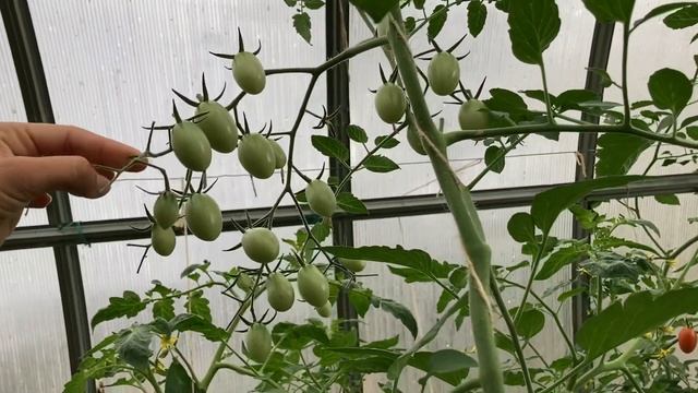 Томат «Спрут Сливка” F1 в теплице смотреть онлайн