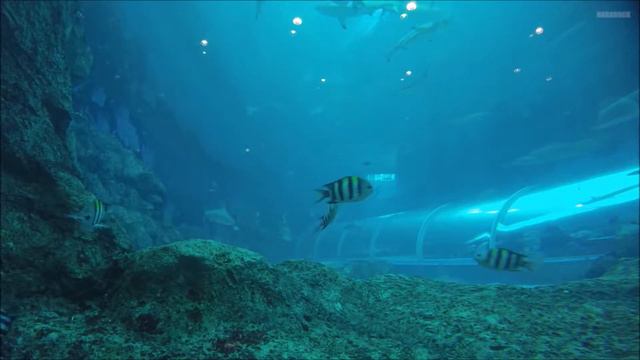 SEA Aquarium, Resorts World Sentosa, Singapore смотреть онлайн