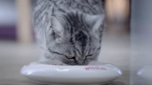 (2016) Whiskas (корм для кошек) - Некусачая цена