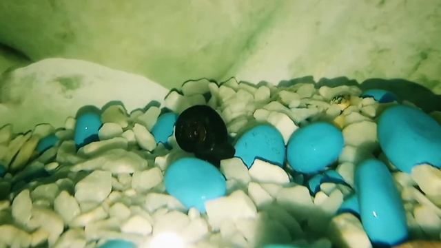 Катушки и Мелании сор или помощь? смотреть онлайн