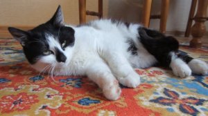 ЛЕДИБАФ И СУПЕР КОТ МАЛЫШ спасают ВЕЧЕРИНКУ! КОШКА МУРКА ЗАКОЛДОВАНА! Играем в Miraculous Ladybug