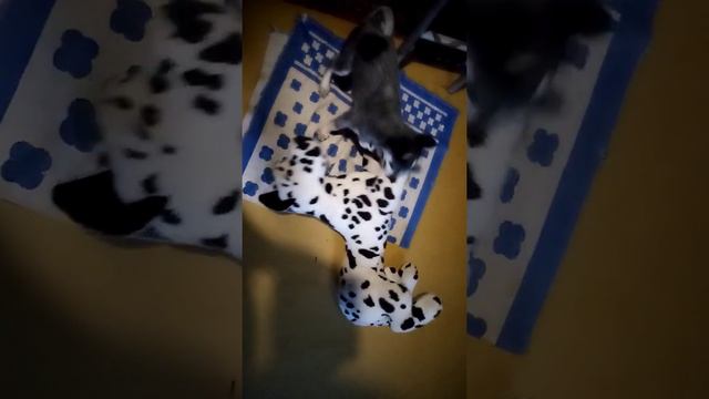 Локи и далматин. Схватка 1