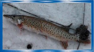 Зимняя рыбалка на хапуги хлопок, лов карася и щуки зимой!