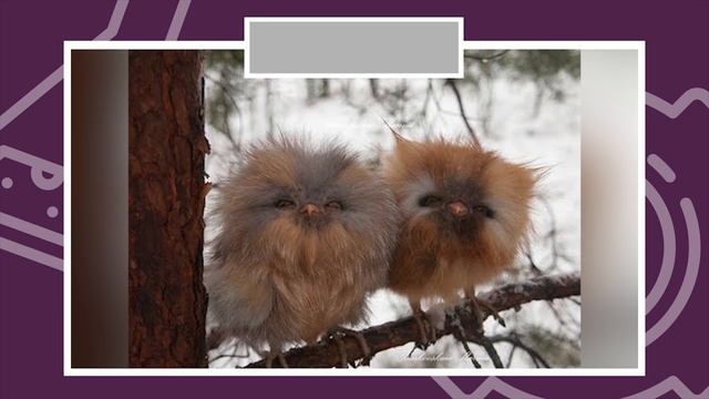 НАСТОЯЩЕЕ ЛИ ЭТО ЖИВОТНОЕ? смотреть онлайн