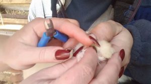 Как правильно стричь когти кролику.