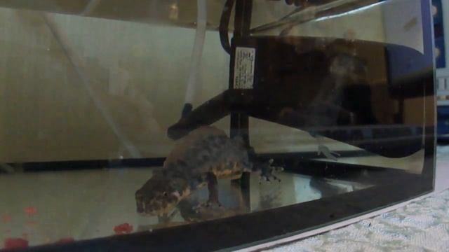 ТРИТОН "КАРЕЛИНА" С ГРЕБЕШКОМ смотреть онлайн