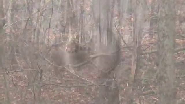 Atlatl Deer Hunting - The Guthrie Primer - Part 1 смотреть онлайн