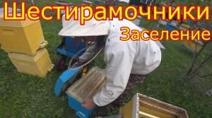 Делаем отводки, заселяем Шестирамочники! Работа с хвостами.