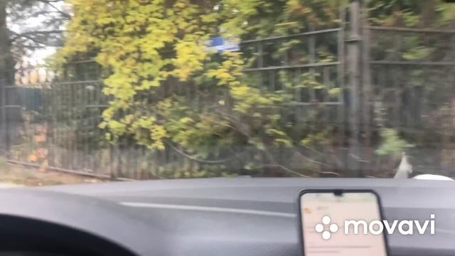 Среда 15,500 на экономе рейтинг 4,97 Руза экскурсии по селу #яндекстакси#заработок#такси смотреть онлайн