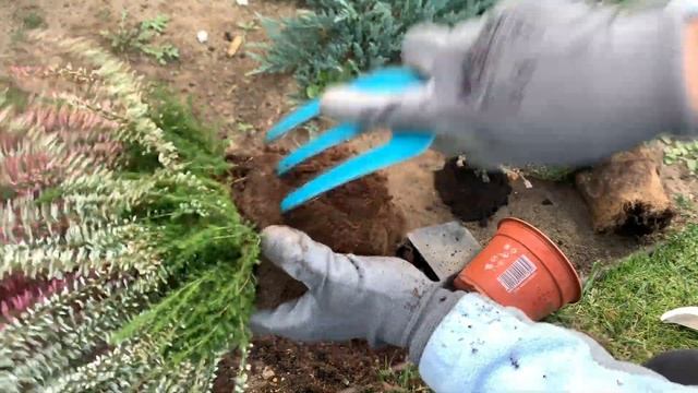 КАК ПОСАДИТЬ ВЕРЕСК, чтобы не засох. Выращивание вереска.