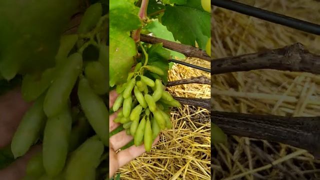 Виноград Первозванный,Валек,Наташа Ростова,Антоний Великий,Аюта 2019 08 09 смотреть онлайн