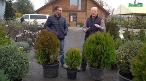 Обзор Туи. Смарагд, Брабант, Ауреа Нана, Глобоза, Мириам. Сорта и разновидности.