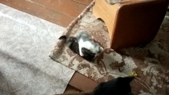 Котята игривые.драчуны. смотреть онлайн