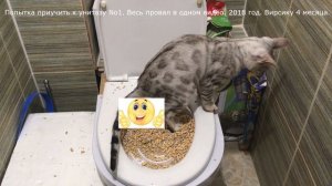 Как приучить кота к унитазу? Ответы на вопросы зрителей. Обсуждаем важные моменты обучения.