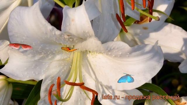 Лилия восточная Нова Зембла ? обзор: как сажать, луковицы лилии Нова Зембла смотреть онлайн