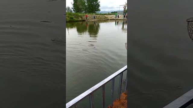 Хуньчунь. Клюёт !!! смотреть онлайн