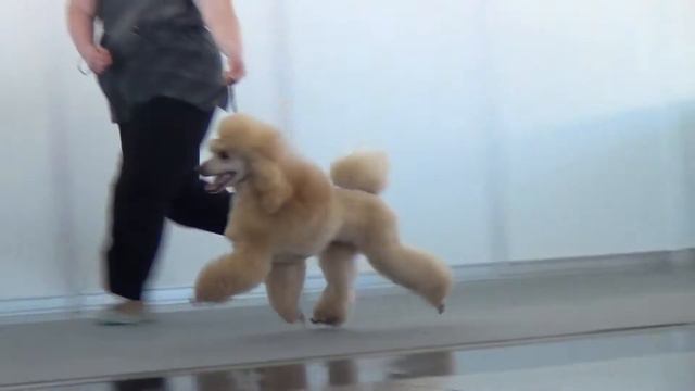 00119 CACIB Екатеринбург XXI век 2014 Триумф из Мимолетного Видения