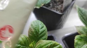 Спасаем крупнолистные гортензии‼️‼️Паутинный клещ на гортензиях‼️