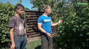 Лучшая подкормка для малины в августе и сентябре!