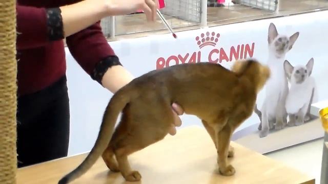 Абиссинская Кошка, Игривая Красавица, Породы Кошек смотреть онлайн