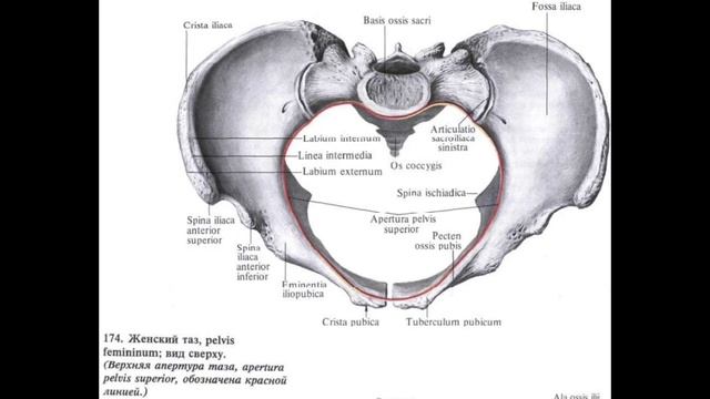 Таз: конъюгаты, апертуры и расстояния. Большой и малый таз. Отличия мужского и женского таза.