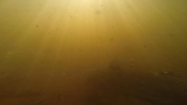 TNT Michigan Steelhead смотреть онлайн