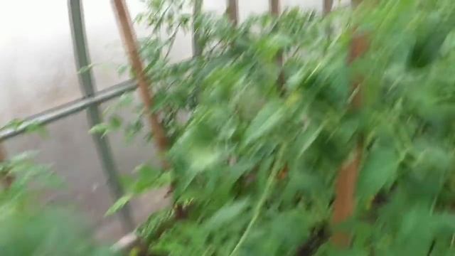 Обзор огорода и теплиц с томатами 13 апреля. Идет снег! Ольга Чернова. смотреть онлайн