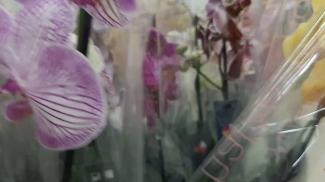 Завоз орхидей в т.ц.Киргу ( Green Park) Махачкала.Вечернее море.