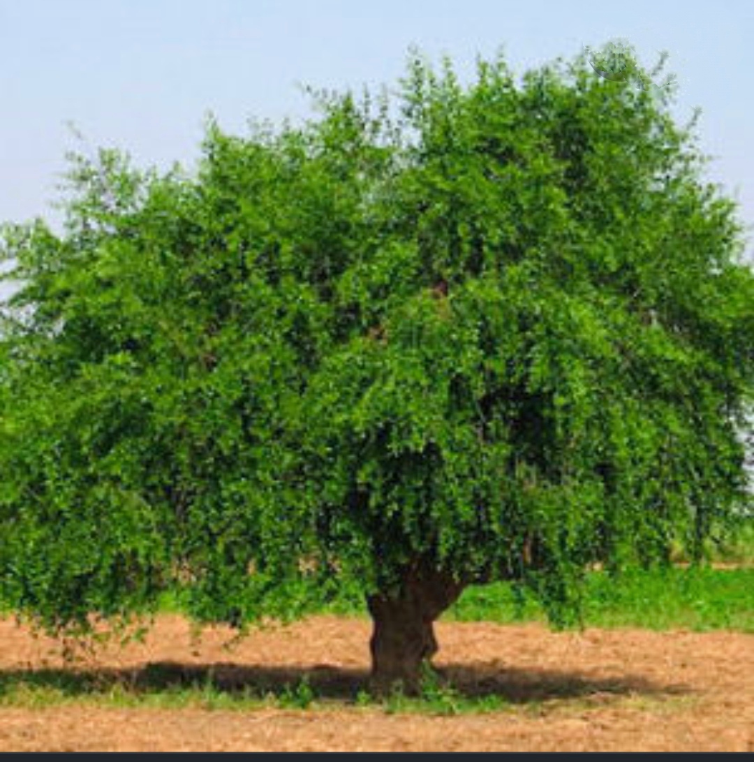 Притча о горчичном зерне смотреть онлайн