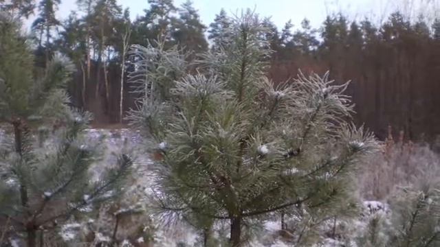Утро туманное смотреть онлайн