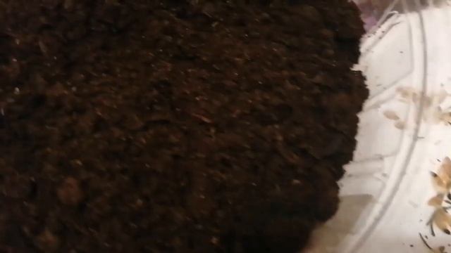 Посадка семян ели смотреть онлайн