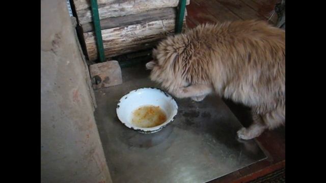 Муся и Чубайс. Гороховый суп.