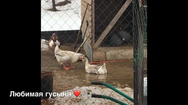 Любовные будни гусака Малахова Николая в деревне Овчинино в 2017 году. смотреть онлайн