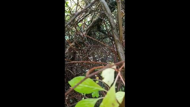 Лимонник китайский. Дачная хроника. Сентябрь 2021г. смотреть онлайн