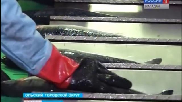 Компания «Тихрыбком» отмечает двадцатилетие смотреть онлайн