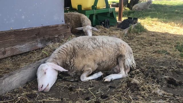 Sheep Dreams Are Made Of These смотреть онлайн