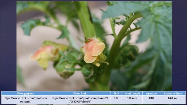 Tokina AT X 100mm F/2.8 PRO D Macro - Sample Photos