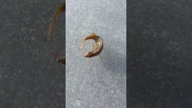 РЫБАЛКА на МОРМЫШКУ 🐟 ПЕРВЫЙ ЛЁД 🎣🌊🐟🌅📽️🏞️🌲🌲🌲 смотреть онлайн