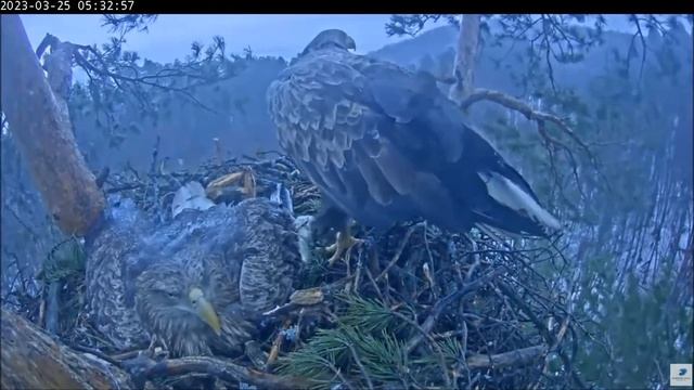 Орлан белохвост в Национальном парке Нижняя Кама 24/25 03 2023 смотреть онлайн