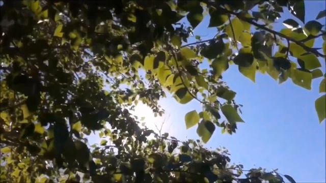 Социальный ролик на тему: Развитие патриотизма в душе || Адель Оспанова смотреть онлайн