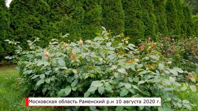 Видео обзор розы Чиппэндейл (Чайно гибридная) - Chippendale (Tantau Германия, 2006) смотреть онлайн