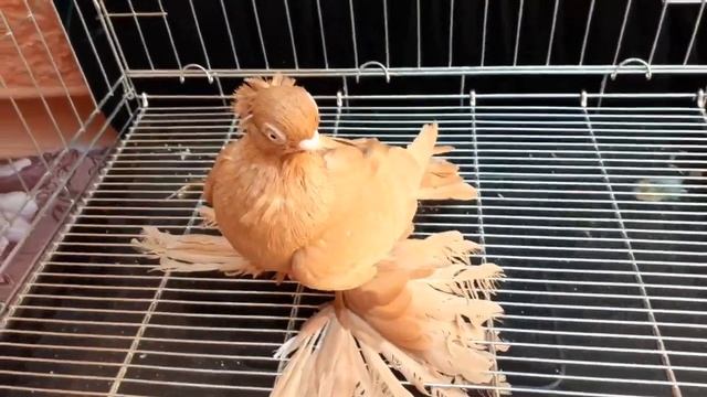 ЖЕЛТЫЕ ДВУХЧУБЫЕ ГОЛУБИ / PIGEONS / TAUBE #Gulsarinfo