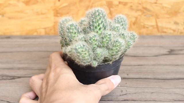 Mammillaria Prolifera смотреть онлайн